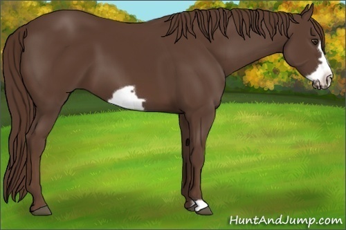 Horse Color:Liver Chestnut Frame 