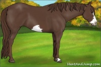 Horse Color:Liver Chestnut Frame 