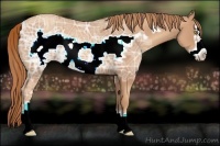 Horse Color:Gold Champagne Ice Frame 