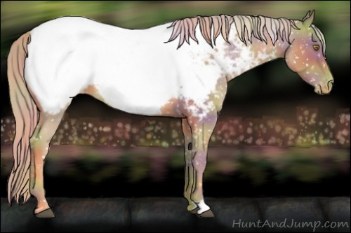 Horse Color:Nacre Palomino Roan Appaloosa