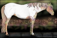 Horse Color:Nacre Palomino Roan Appaloosa
