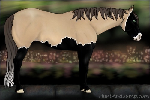Horse Color:Amber Cream Champagne Roan Splash 