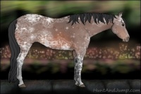 Horse Color:Bay Ice 