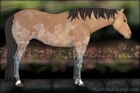 Horse Color:Bay Ice 