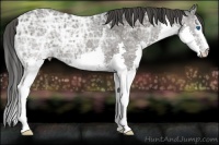 Horse Color:White Spotted Smoky Black Ice Splash 