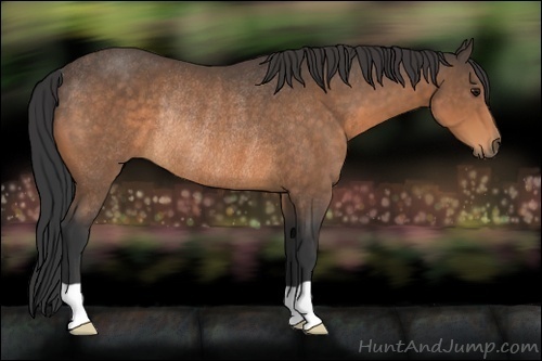 Horse Color:Buckskin Rabicano 