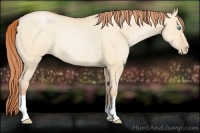 Horse Color:Buckskin Pearl Dun Rabicano 