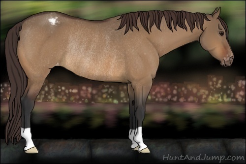 Horse Color:Bay Dun Appaloosa Rabicano 