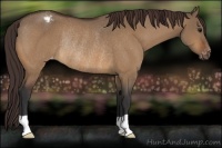 Horse Color:Bay Dun Appaloosa Rabicano