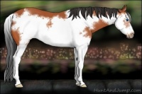 Horse Color:Bay Sabino Splash Frame 