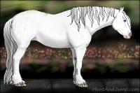 Horse Color:Amber Cream Champagne Sabino Splash 