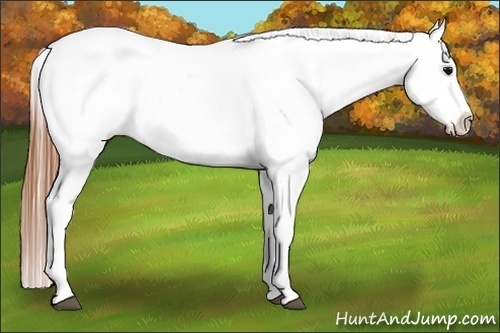 Horse Color:Grullo Varnish 