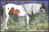 Horse Color:Bay Sabino Tobiano Rabicano 