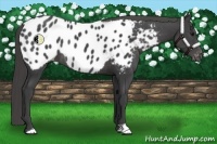 Horse Color:Smoky Black Near Leopard Rabicano 