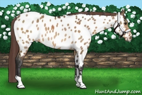 Horse Color:Bay Dun Near Leopard Rabicano 