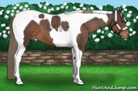 Horse Color:Liver Chestnut Tobiano Appaloosa