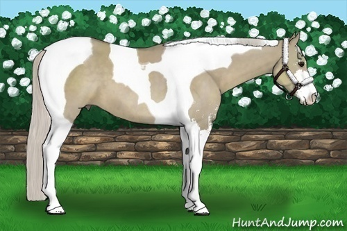 Horse Color:Silver Smoky Grullo Sabino Tobiano 