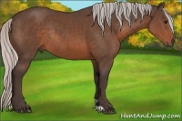 Horse Color:Silver Brown Sabino Rabicano 