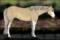 Horse Color:Silver Brown Dun Sabino 