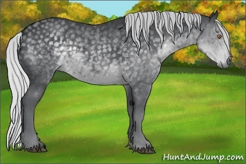 Horse Color:Silver Black Chinchilla Sabino