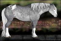 Horse Color:White Spotted Silver Black Chinchilla Appaloosa 