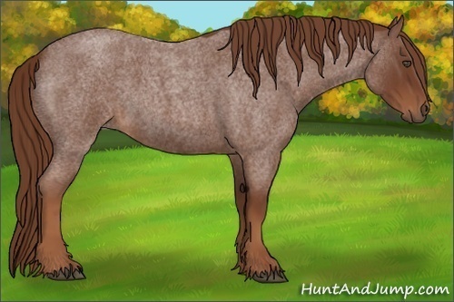 Horse Color:Red Roan Frame 