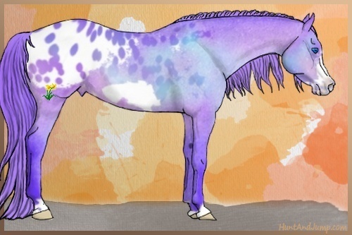 Horse Color:Watercolor Buckskin Frame Appaloosa 
