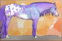 Horse Color:Watercolor Buckskin Frame Appaloosa 
