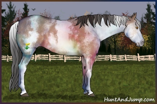 Horse Color:White Spotted Bay Dun
