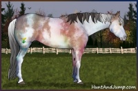 Horse Color:White Spotted Bay Dun