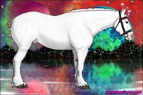 Horse Color:Brown Appaloosa 