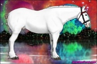 Horse Color:Brown Appaloosa 