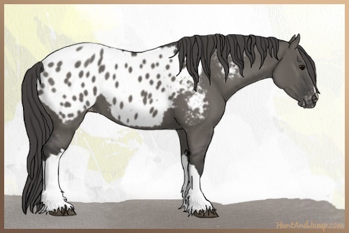 Horse Color:Grullo Appaloosa 