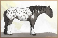 Horse Color:Grullo Appaloosa