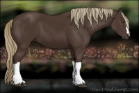 Horse Color:Liver Chestnut 