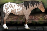 Horse Color:Liver Red Roan Appaloosa 