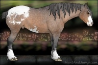 Horse Color:Brown Sabino Snowcap