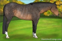 Horse Color:Buckskin Rabicano