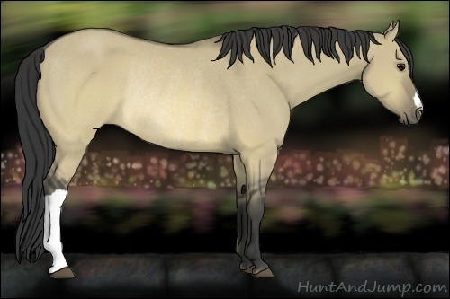 Horse Color:Buckskin Dun Rabicano 