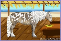 Horse Color:Liver Red Dun Splash Appaloosa