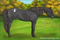 Horse Color:Smoky Black Varnish 