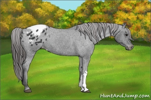 Horse Color:Black Appaloosa 