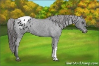 Horse Color:Black Appaloosa