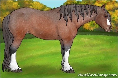 Horse Color:Brown Appaloosa 