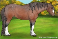 Horse Color:Brown Appaloosa