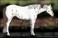 Horse Color:Classic Champagne Tobiano Appaloosa 
