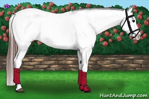 Horse Color:Brown Appaloosa