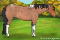 Horse Color:Bay Roan Tobiano 
