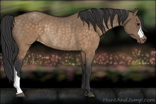 Horse Color:Brown Dun Appaloosa Rabicano 