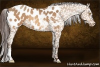 Horse Color:Sable Champagne Appaloosa 